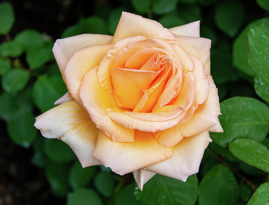 Over the Moon Rose by Jennifer Wick Over the Moon Rose by Jennifer Wick
