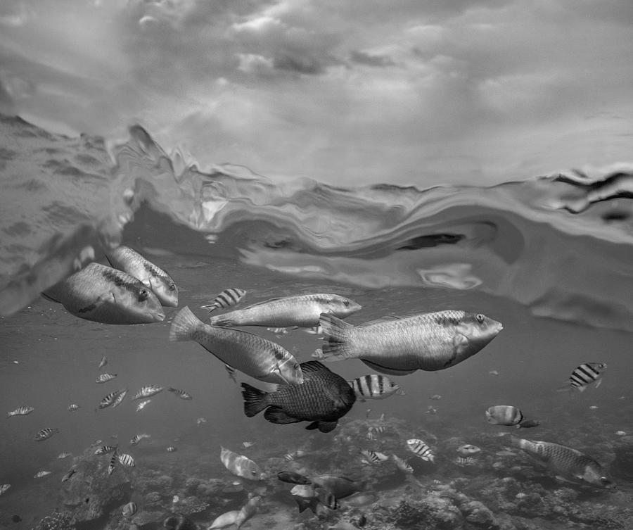 Over Under Fish And Sky Photograph by Tim Fitzharris