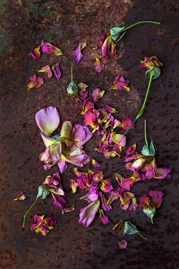 Overblown Roses And Rose Petals On Rusty Surface Photograph by Sabine Lscher
