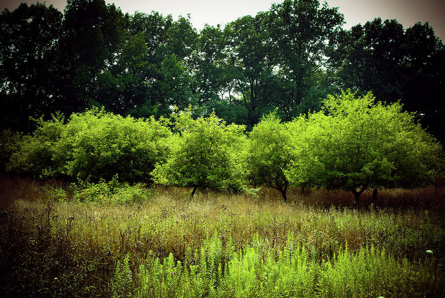 Overgrown Photograph by Michelle Wermuth