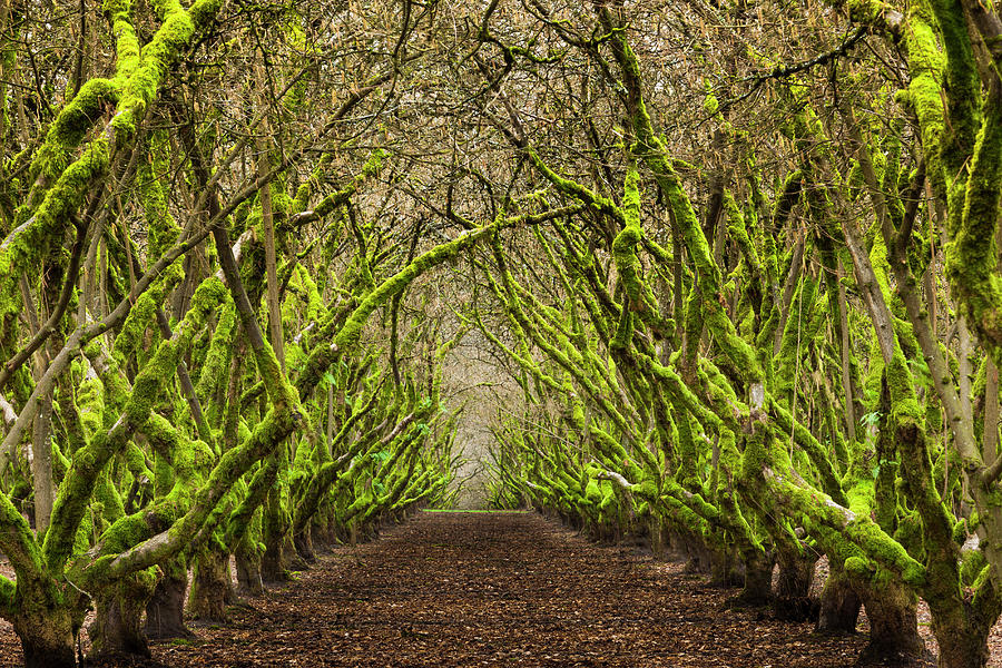 Overgrown Orchard In Oregon, Usa Photograph by Mint Images - Art Wolfe