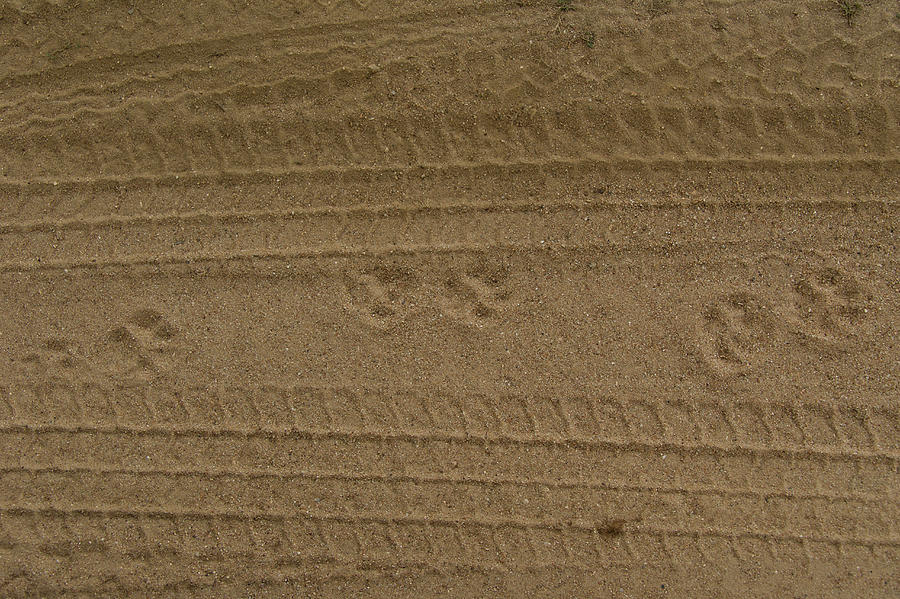 Overhead Foot Prints On Sand At Yala National Park, Sri Lanka Photograph by Lukas Larsson Jalag
