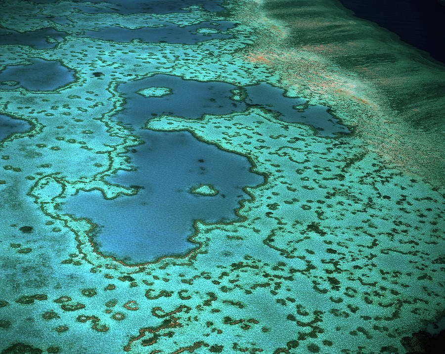 Overhead Of Heart Reef, Great Barrier Photograph by Richard Ianson
