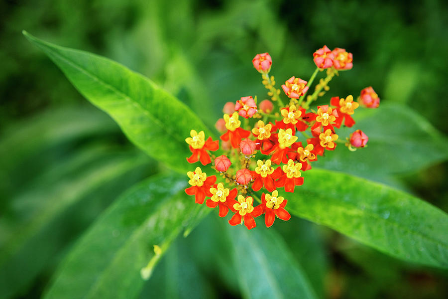 Flower Photograph - Overhead View Of Lantana Camara Blooming On Plant At Park by Cavan Images
