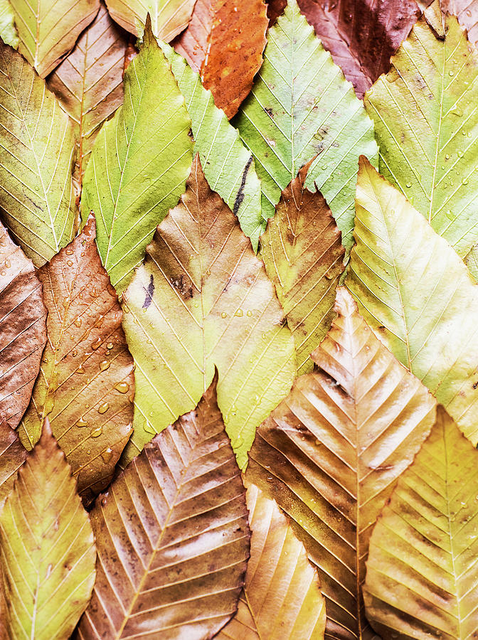 Still Life Digital Art - Overlapping Autumn Leaves, Still Life, Overhead View by Magdalena Niemczyk - Elanart