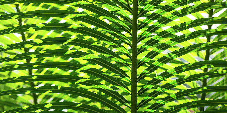 Overlapping Palms by Mark Shoolery Overlapping Palms by Mark Shoolery