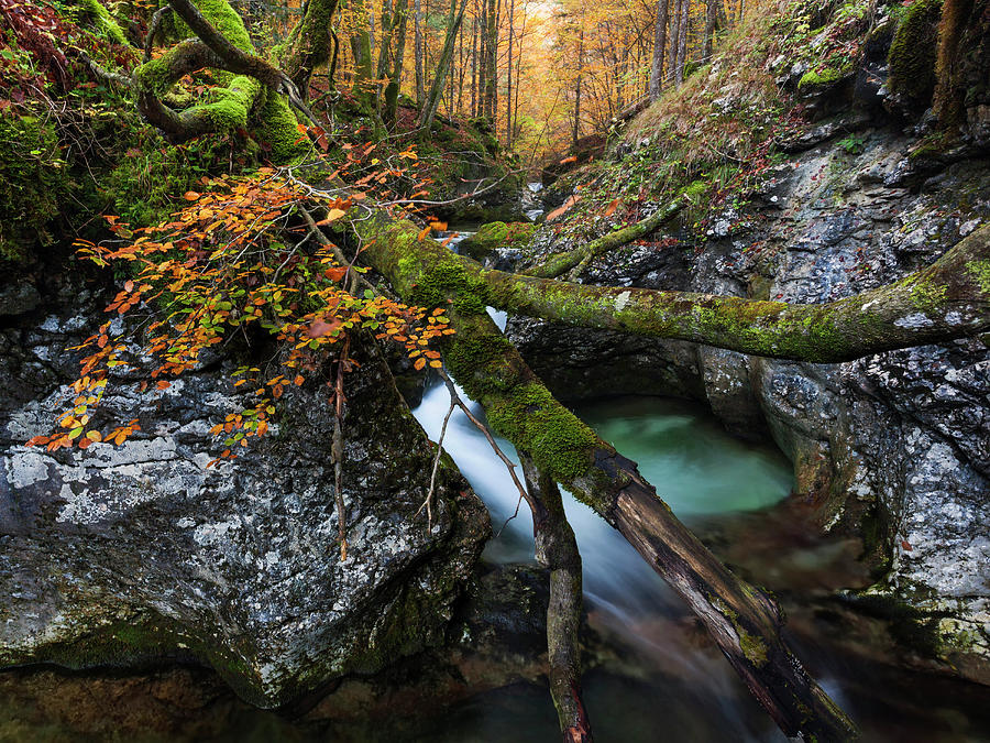 Overturned Beech Tree On Limestone Rocks Of The Deep Mountain Stream Suha In The Triglav National Park, Gorenjska, Slovenia Photograph by Tobias Richter
