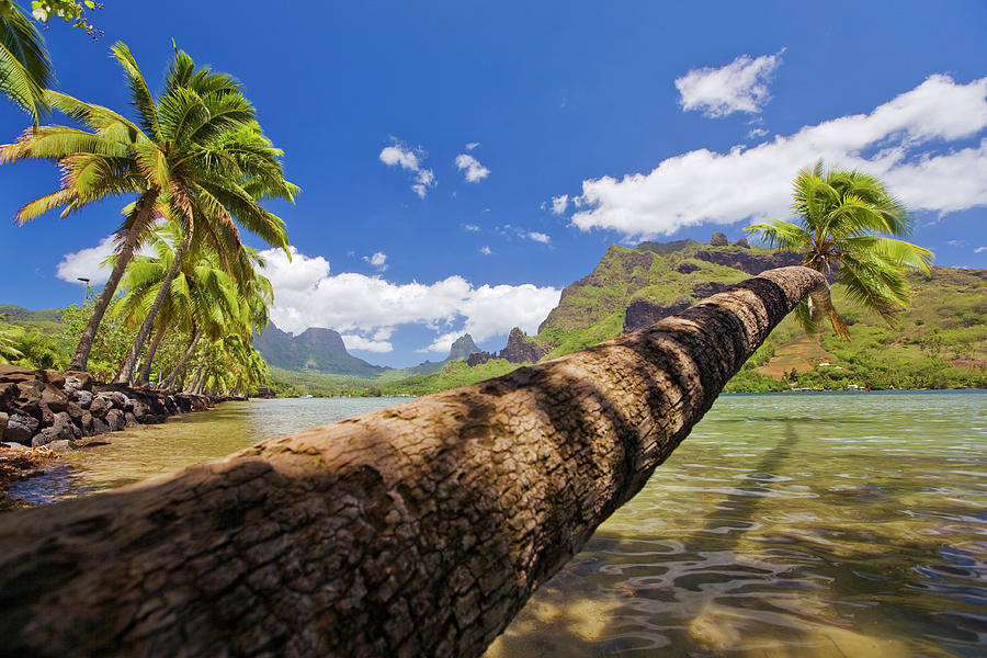 Overwater Palm Tree At Cooks Bay With Photograph by Merten Snijders
