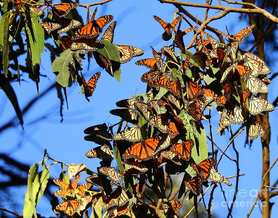 Overwintering Monarchs Ca. Photograph by Carol Komassa