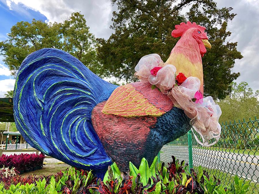 Oviedo Chicken Photograph by Denise Mazzocco Fine Art America