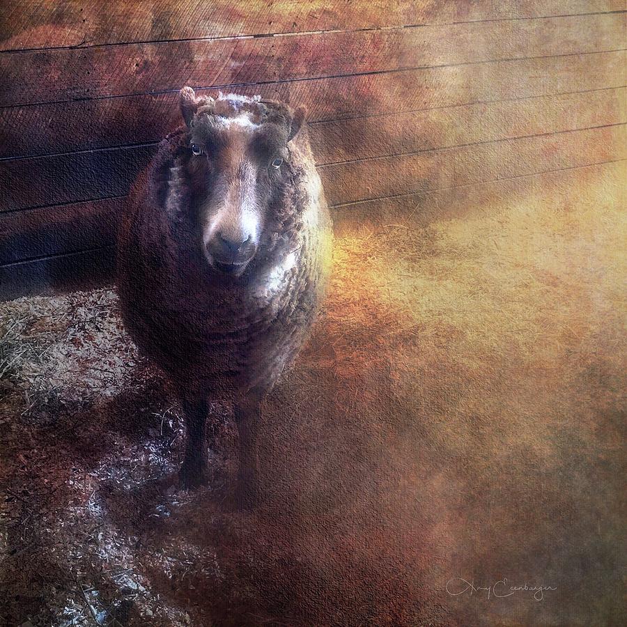 Ovis Aries Digital Art by Looking Glass Images