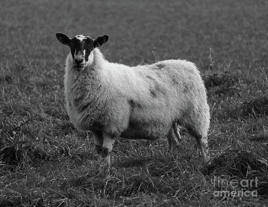 Ovis Donegal Ireland bw Photograph by Eddie Barron