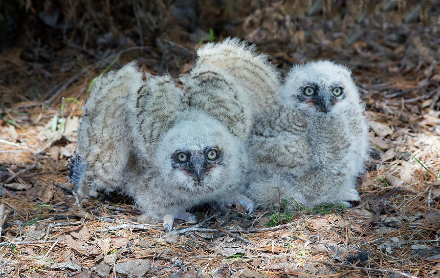 OW11 Winged Great Horned Owlets Photograph By Judy Syring - Fine Art ...