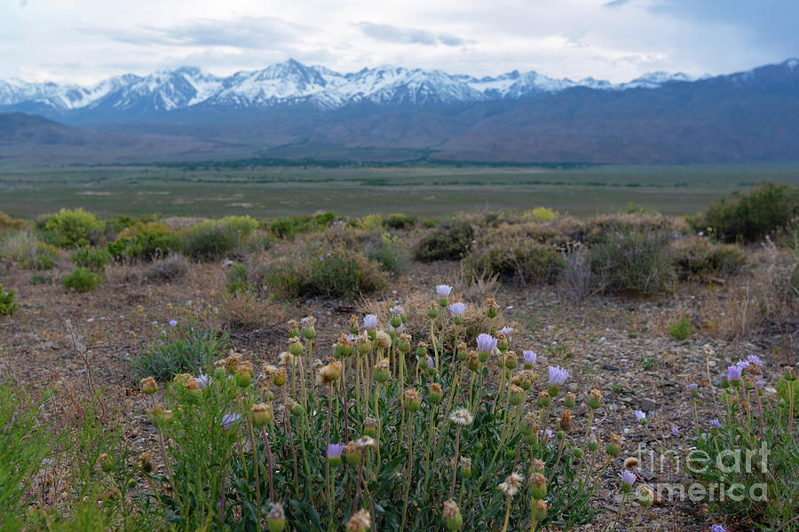Owens Valley Flowers  Photograph by Michael Ver Sprill