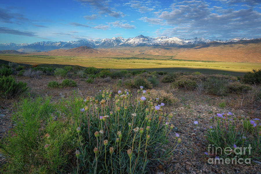 Owens Valley Overlook  Photograph by Michael Ver Sprill