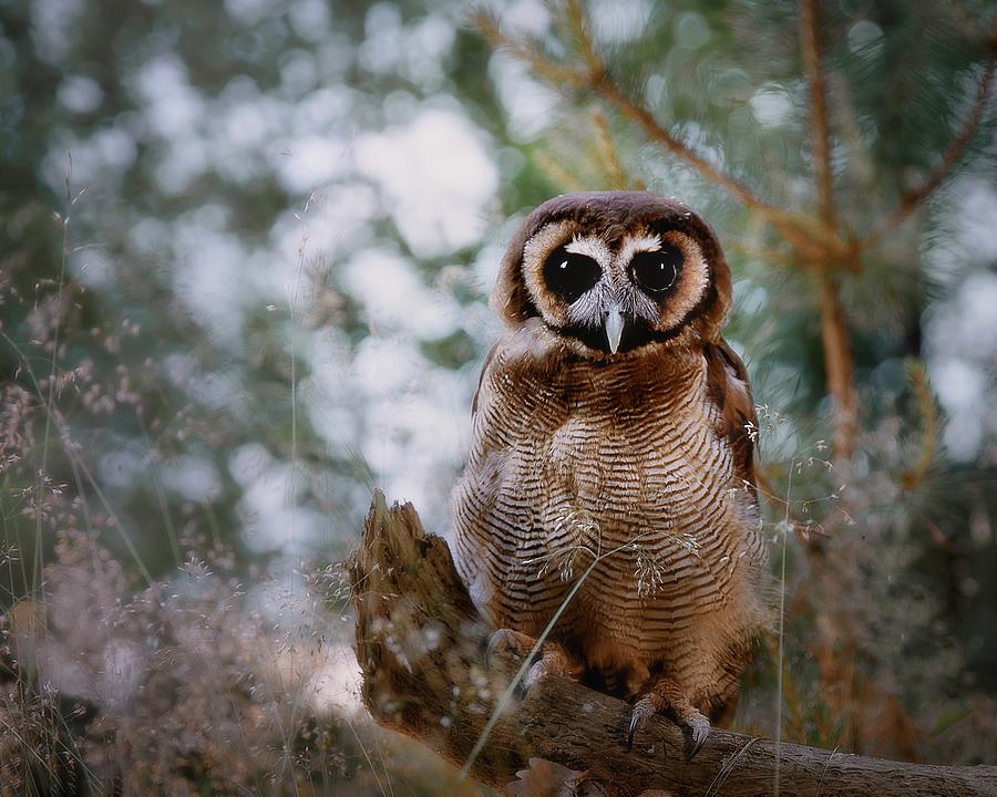Owl After Sunrise Photograph by Michaela Fireov