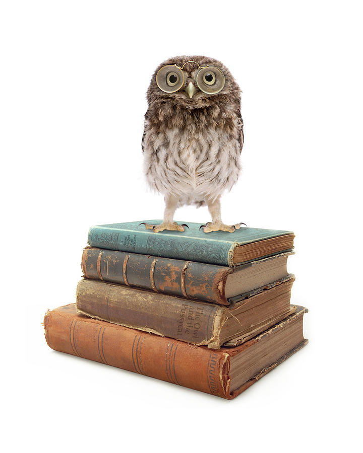 Owl Painting - Owl And Books by J Hovenstine Studios