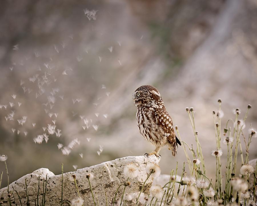 Owl And Dandelions Parachutes Photograph by Michaela Fireov