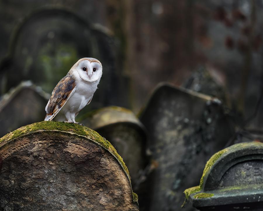 Animal Photograph - Owl At Cemetery by Michaela Fireov