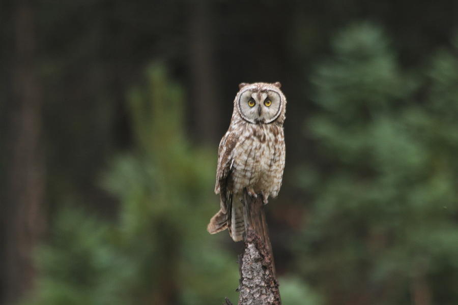 Owl At Holly Lake Digital Art by Tom Janca