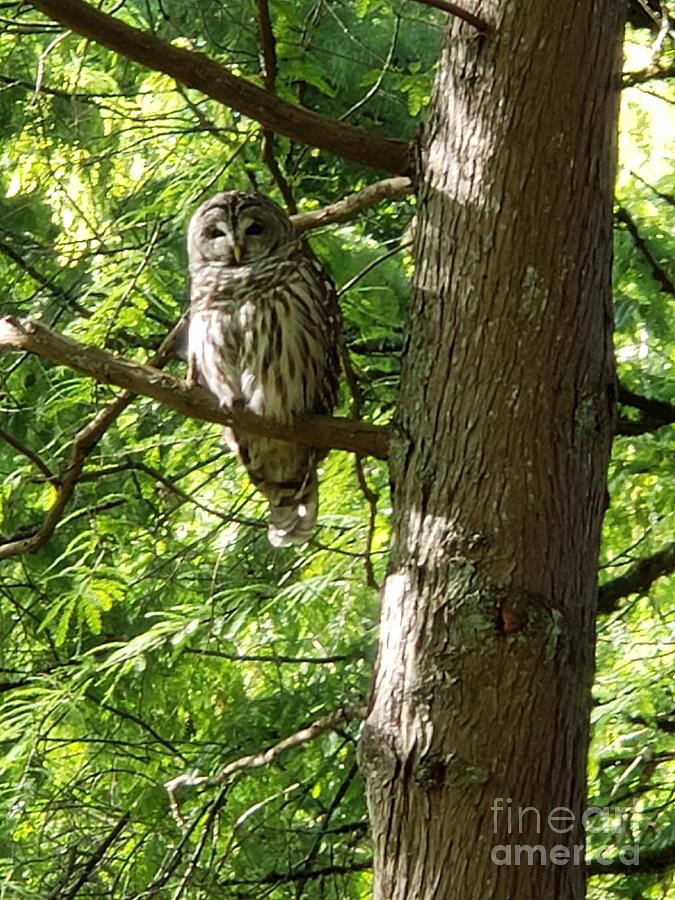 Owl At Vandusen Botanical Garden Vancouver Photograph