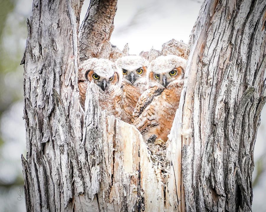 Owl  Baby Triplets Photograph by Judi Dressler