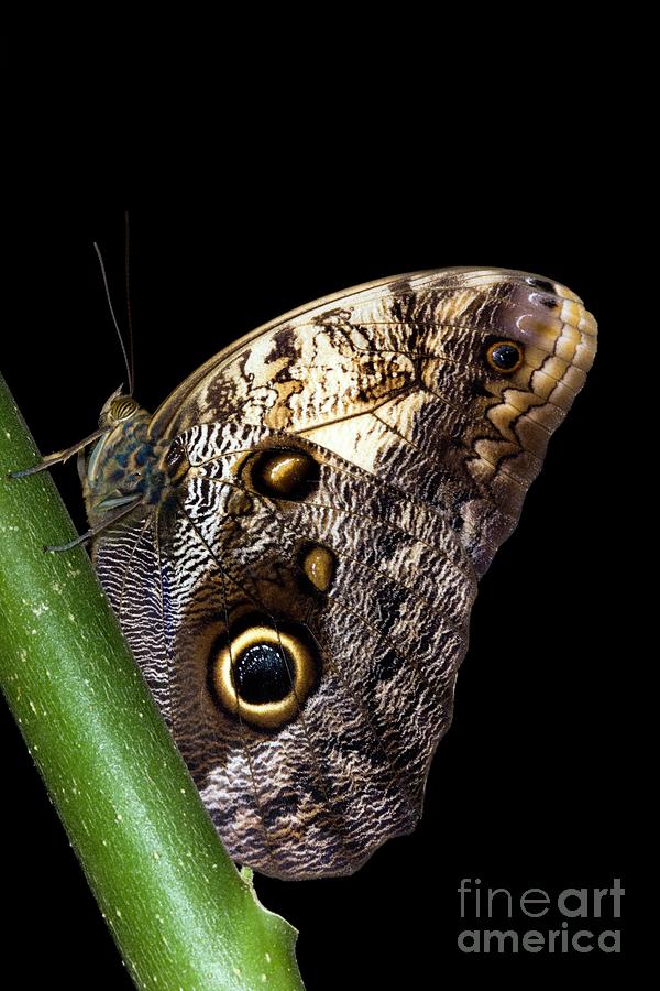 Owl Butterfly Photograph by Dr Keith Wheeler/science Photo Library