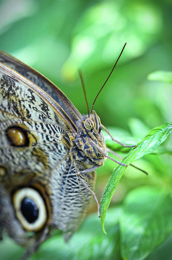 Owl Butterfly Photograph by Maria Angelica Maira