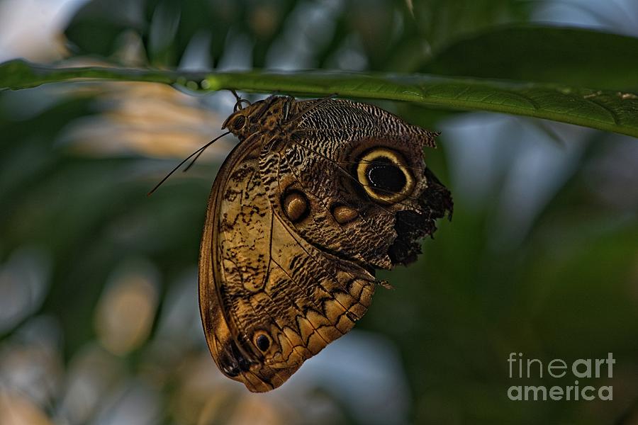 Owl Butterfly on a Leaf Photograph by Phillip Rubino