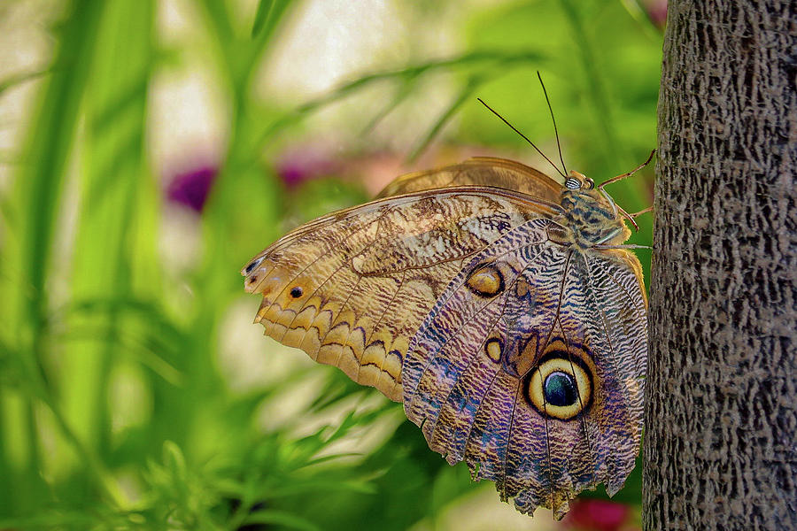 Owl Butterfly Photograph by Susan Rydberg