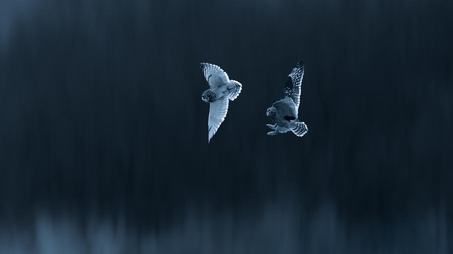 Owl Chasing Photograph by Ken Liang