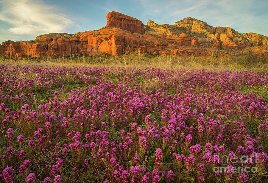 Owl Clover Sedona Photograph by Wayne  Johnson