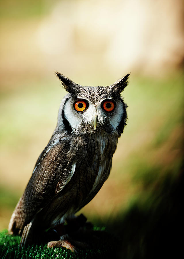 Owl. Color Image Photograph by Claudio.arnese