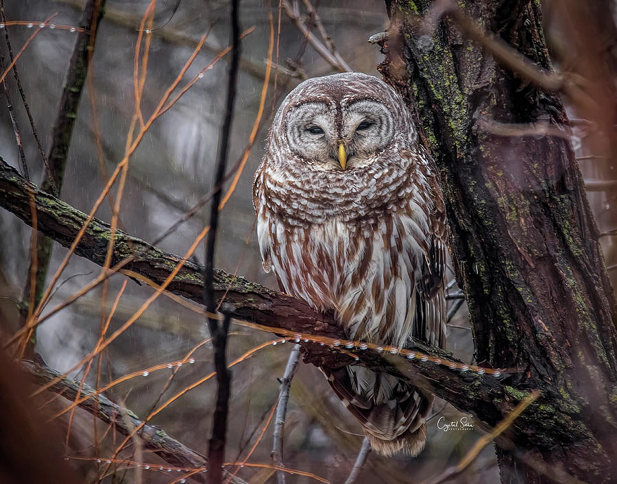 Owl Photograph by Crystal Socha