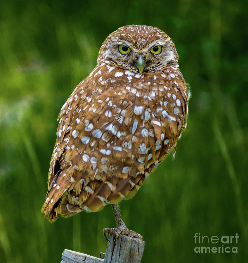 Burrowing Owl Photograph by Debra Kewley