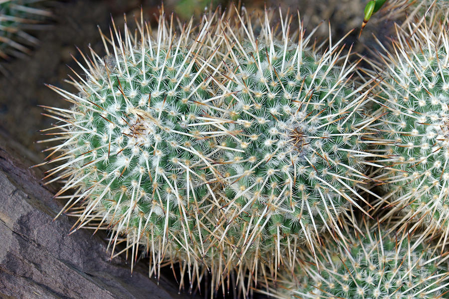 Owl-eye Pincushion Cactus (mammillaria Parkinsonii) Photograph by Dr ...