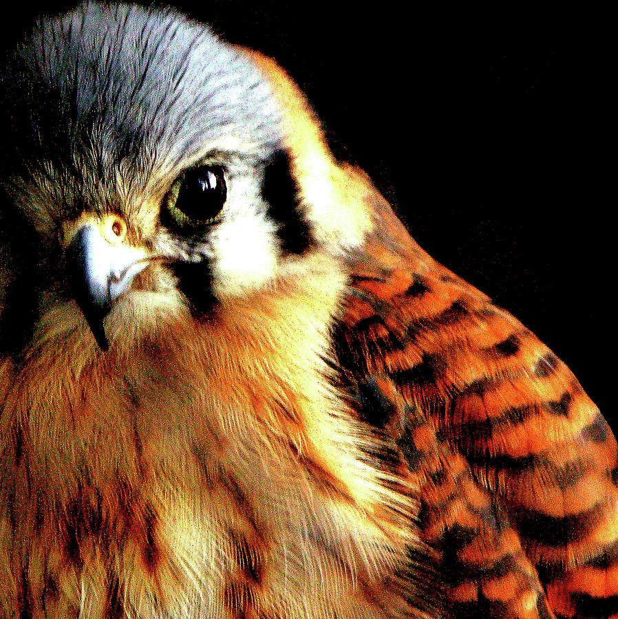 Owl Eye Photograph by Renata Pancich