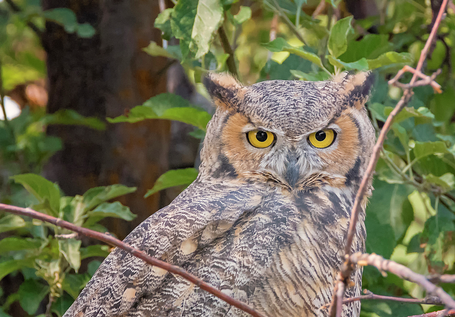 Owl Eyes Photograph by Loree Johnson