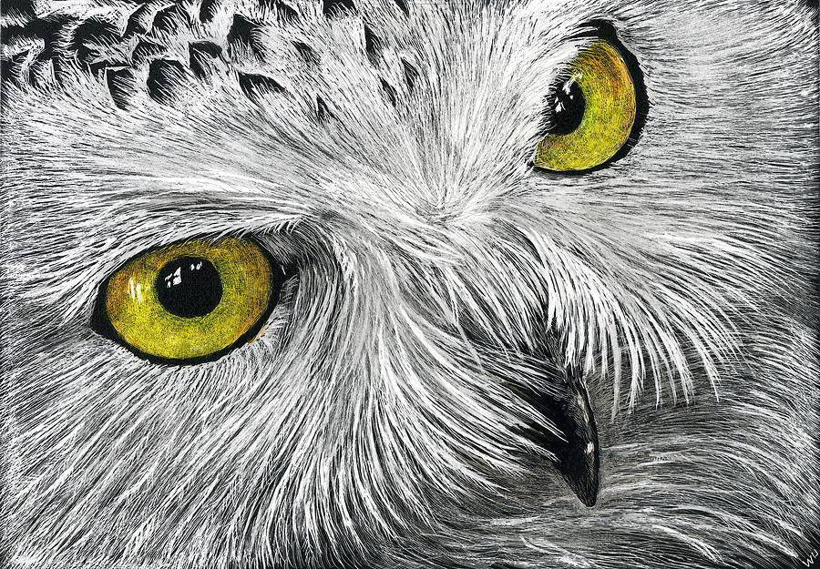 Owl Face Drawing by William Underwood