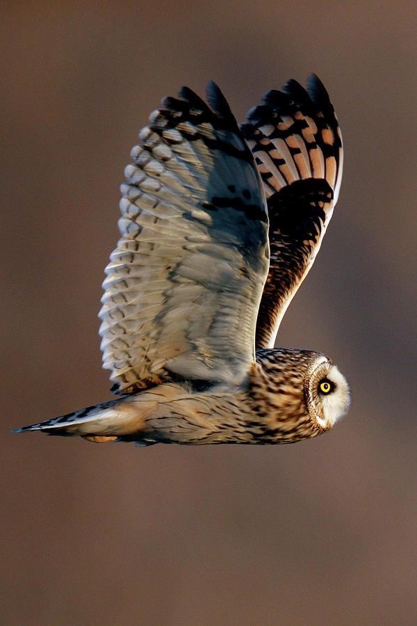 Owl Flying Photograph by Shedrick Sloane