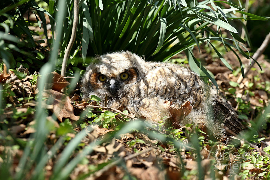 Owl garden gnome  Photograph by Heather King