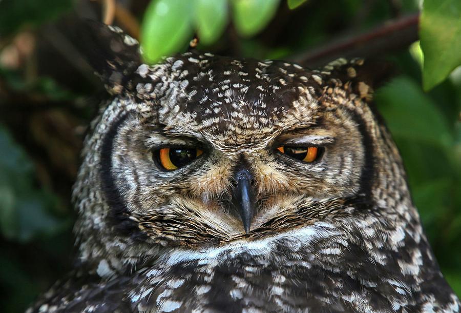 Owl Digital Art by Heeb Photos