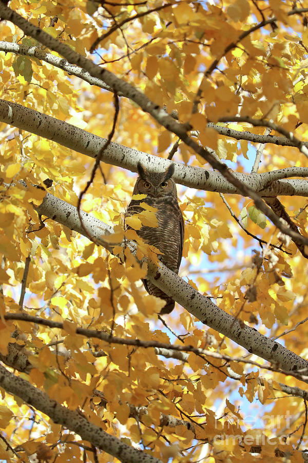 Owl Hiding in Autumn Tree Photograph by Carol Groenen