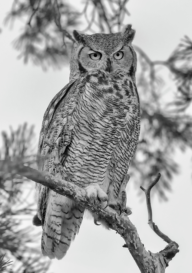 Owl in a Pine Tree - Black and White Photograph by Loree Johnson