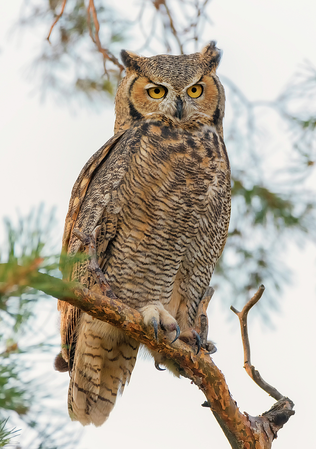 Owl in a Pine Tree Photograph by Loree Johnson