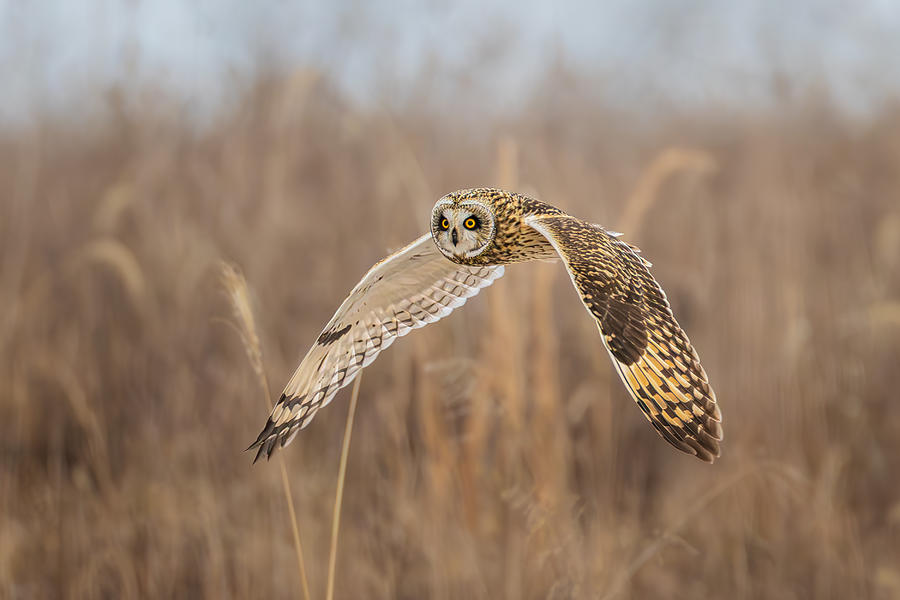 Owl In Flight Photograph by Siyu And Wei Photography