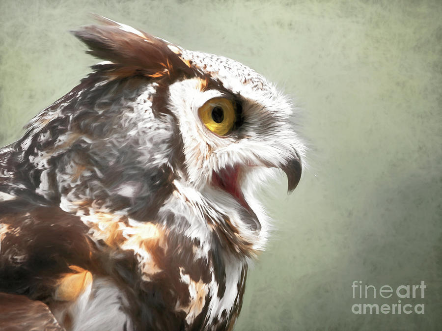 Owl in Profile by Sue Harper Owl in Profile by Sue Harper