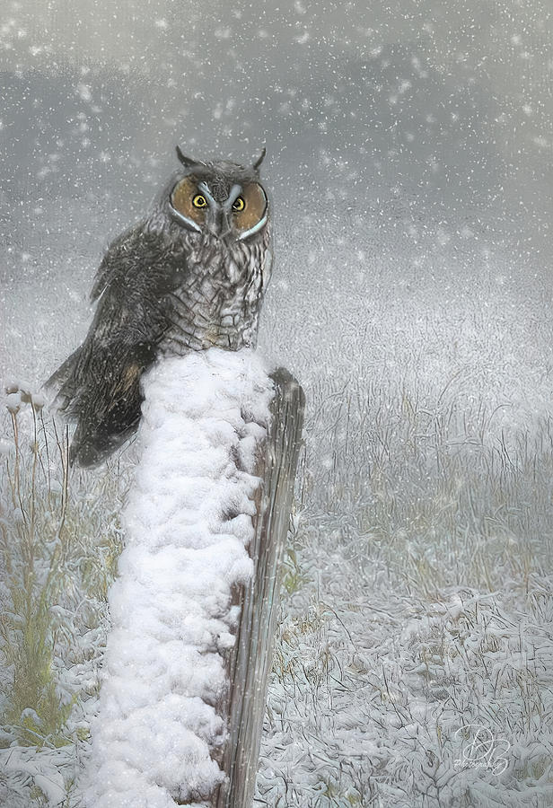 Owl in Snow Photograph by Debra Boucher