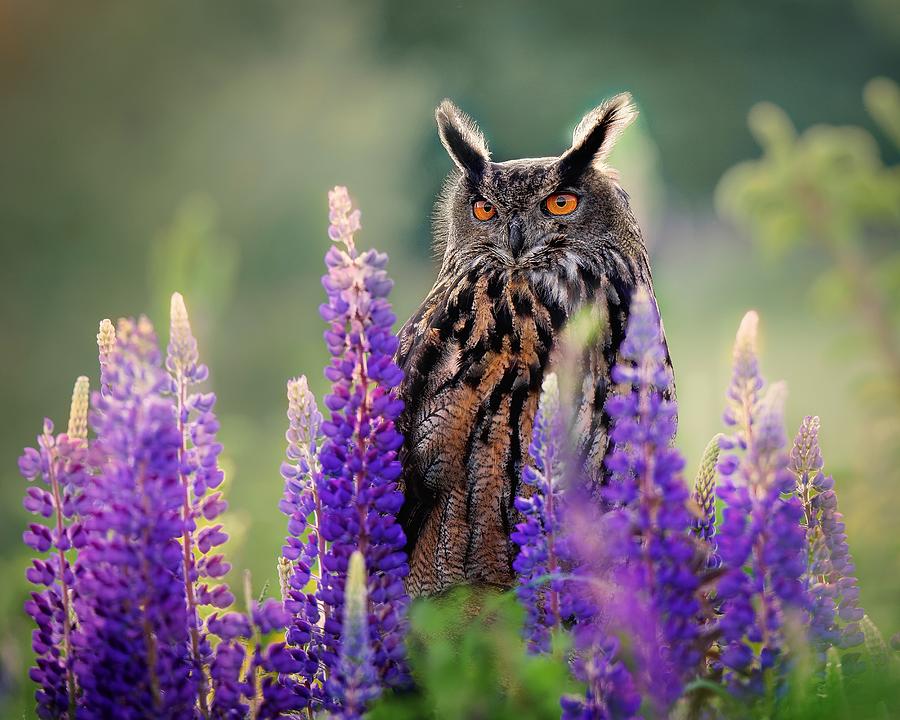 Owl In Summer Photograph by Michaela Fireov