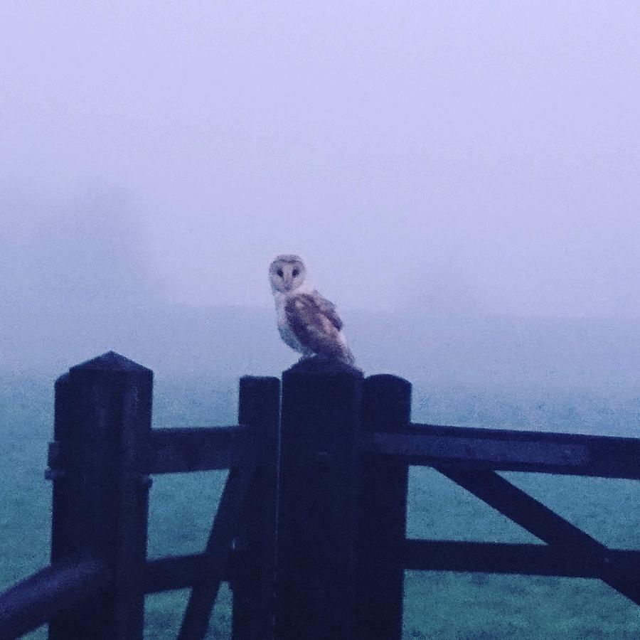 Owl in the Mist by Samuel Pye Owl in the Mist by Samuel Pye
